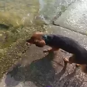 lost male dog bellamy