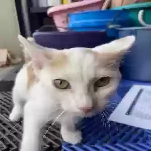 found unknown cat unknown
