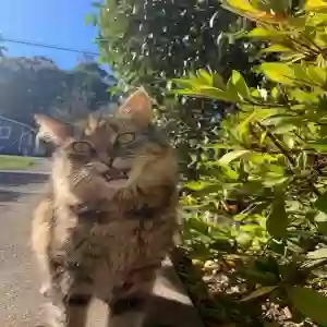 lost female cat hila