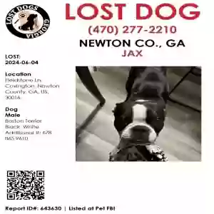 lost male dog jax