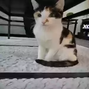 lost female cat lisha