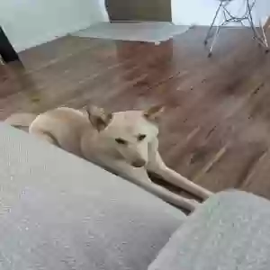 lost female dog evie