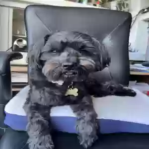 lost male dog lucky chavarria