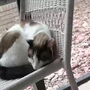 lost female cat ginger