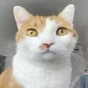 lost male cat timmy