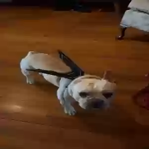 lost male dog loki