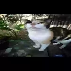 lost female cat kittie aka kiki
