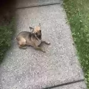 found male dog unknown