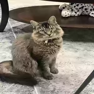 lost male cat milo