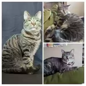 lost female cat rosie