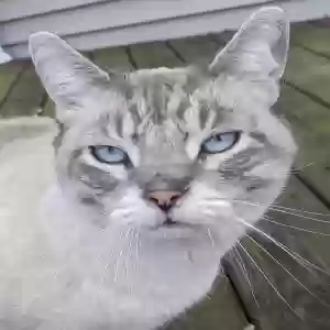 lost male cat zeus