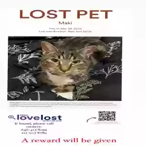 lost female cat maki