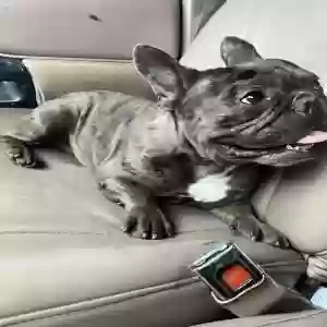 lost male dog tokyo