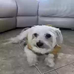 lost male dog unknown