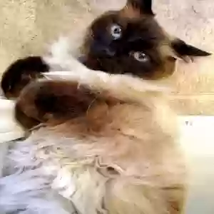 lost male cat jinksie