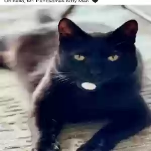 lost male cat smoke