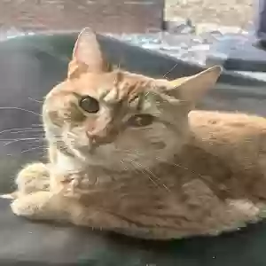 found unknown cat unknown