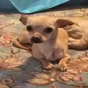 lost male dog spike