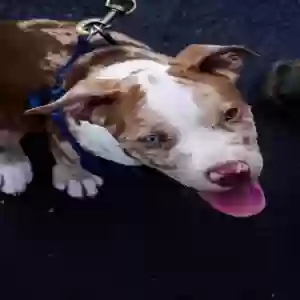 lost male dog diesel