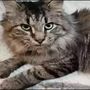 lost male cat ferngully