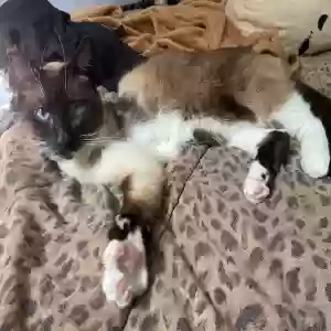 lost female cat cleopatra