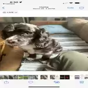 lost female dog sage