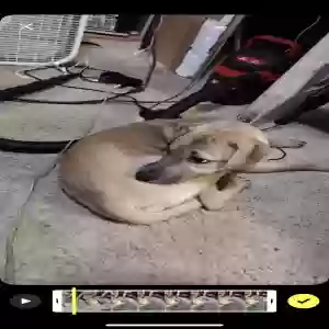 lost female dog nova