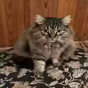 lost male cat teddy