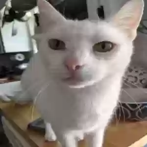 lost male cat juju