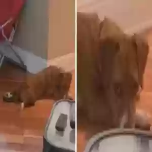 found male dog ?