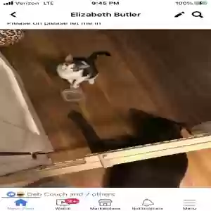 lost male cat pete