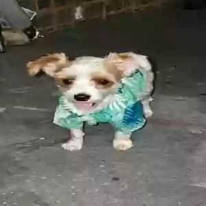 lost male dog barkley