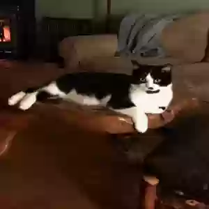 lost male cat harley