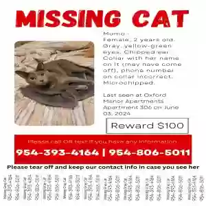 lost female cat momo