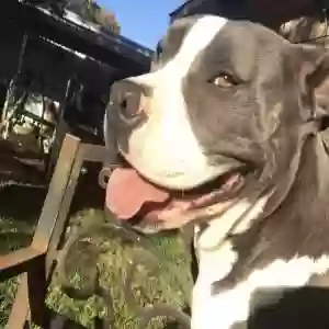 lost female dog ivy