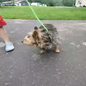 found unknown dog unknown