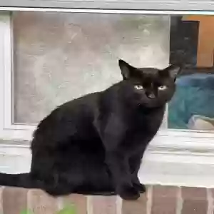 found unknown cat unknown