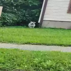 found male dog unknown