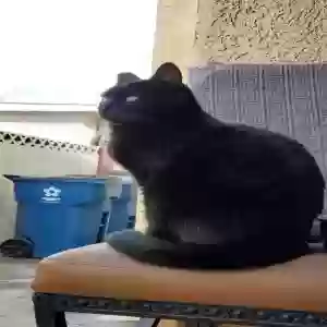 lost male cat little one