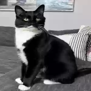 lost male cat boots