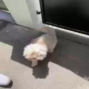 lost female dog lily