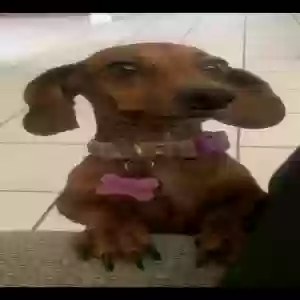 lost female dog cookie