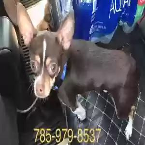 lost male dog bruno