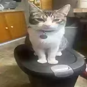 lost male cat pickles