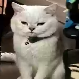 lost male cat loyd
