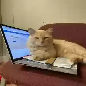 lost male cat milo