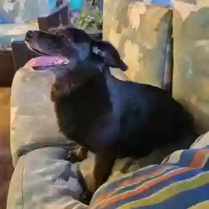 lost male dog saul