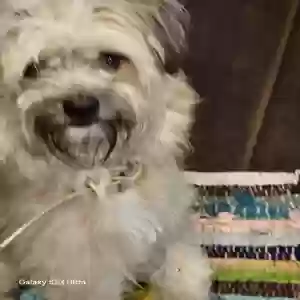 found male dog unknown