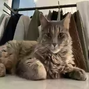 lost female cat lulu