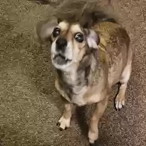 lost female dog georgie
